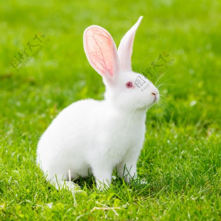 高清小白兔