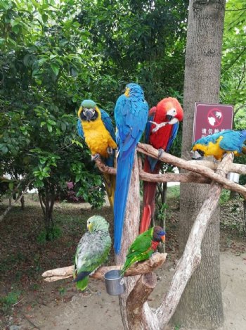 野生動(dòng)物園