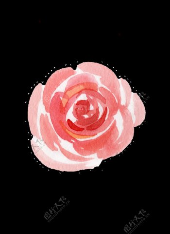 粉色水彩手绘花朵透明素材