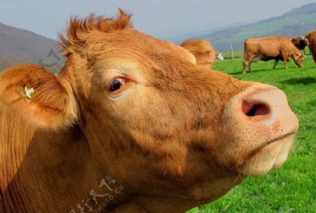 草原水牛奶牛