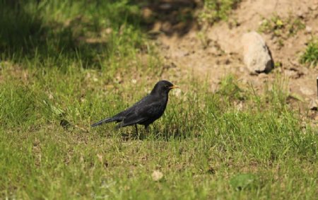 黑色小鸟