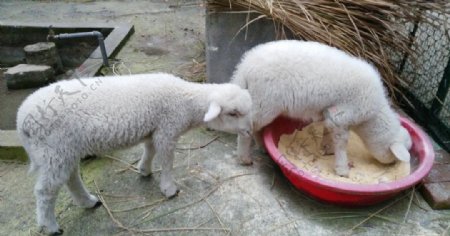 绵羊吃食摄影高清图