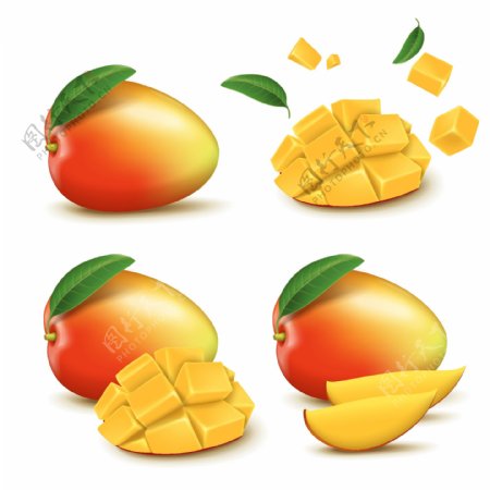 写实的美味水果芒果插画