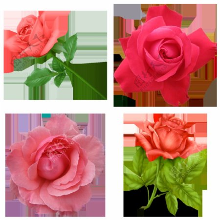 四支红玫瑰免抠png透明图层素材