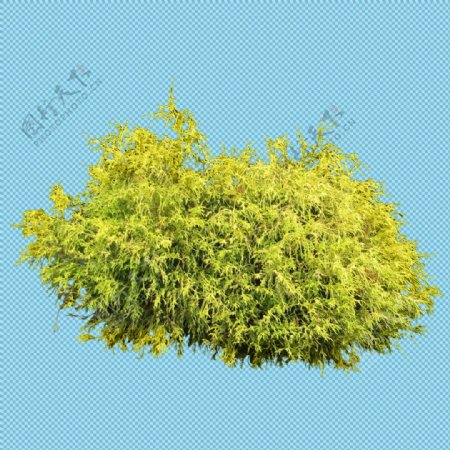 嫩绿灌木丛免抠png透明图层素材