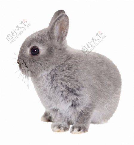 灰色小兔子免抠png透明素材