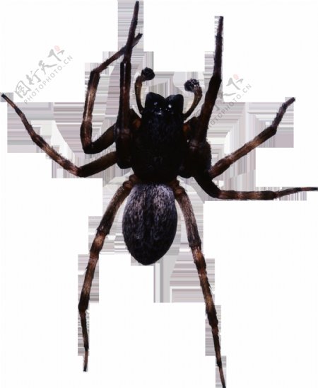 一只黑蜘蛛免抠png透明图层素材