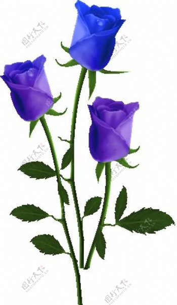 三支宝蓝色玫瑰花素材图片