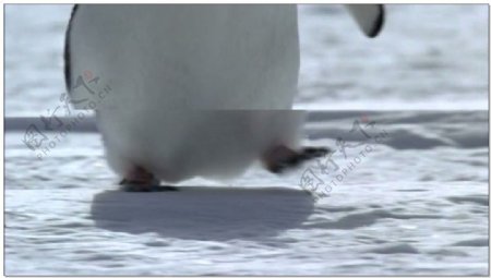 南极动态视频素材