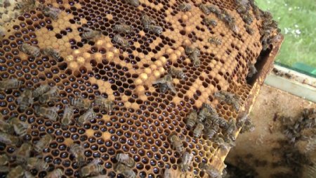 蜂巢蜂巢上的蜜蜂