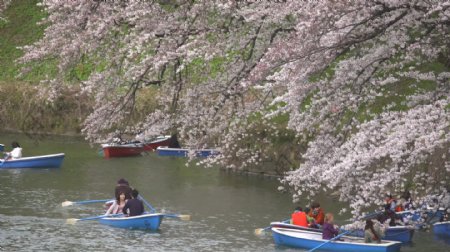 游客在樱花下面的船上