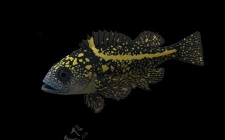 漂亮黑色黄斑鱼免抠png透明素材