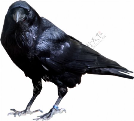 站着的黑色乌鸦免抠png透明素材