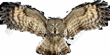 展开翅膀的猫头鹰正面图免抠png透明素材