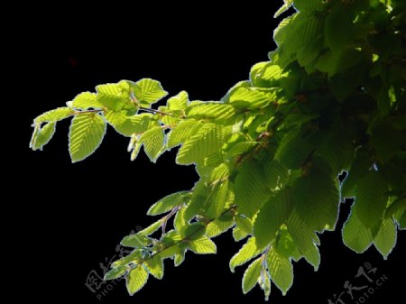 茂密树叶树枝免抠png透明素材