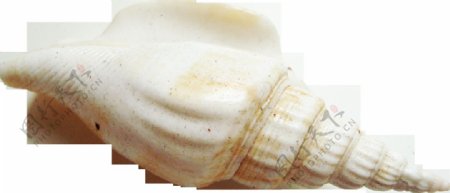 漂亮尖头海螺免抠png透明图层素材