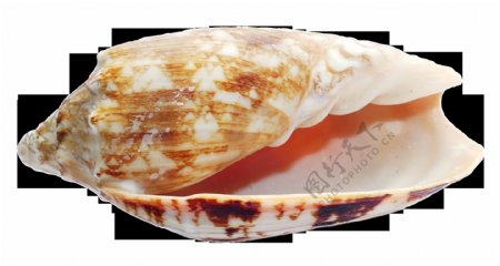 漂亮花纹海螺贝壳免抠png透明图层素材
