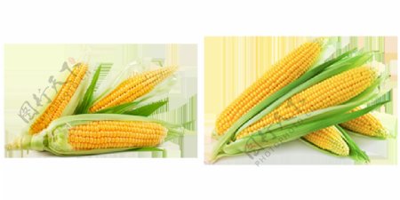 新鲜玉米苞米图片免抠png透明图层素材