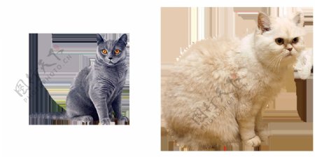 小猫图片高清免抠png透明图层素材