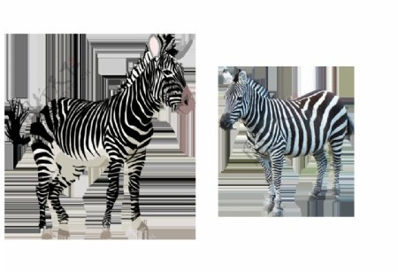 斑马动物图片免抠png透明图层素材