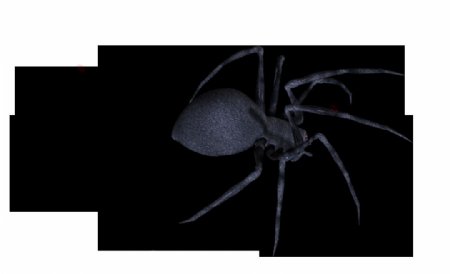 手绘蜘蛛免抠png透明图层素材