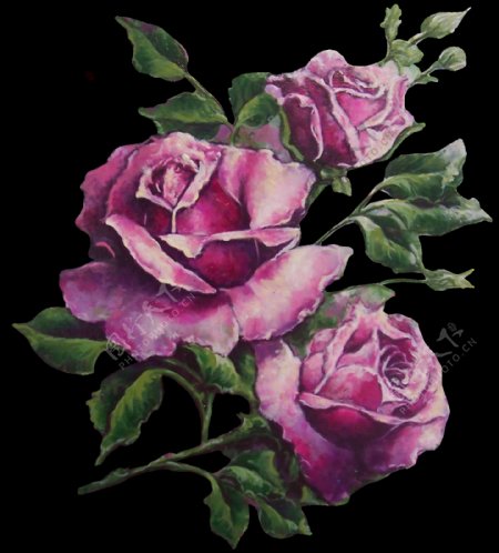 手绘逼真紫色玫瑰花png透明素材