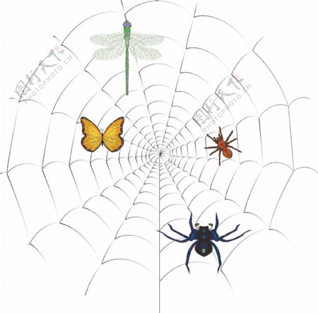 蜘蛛网自然景观