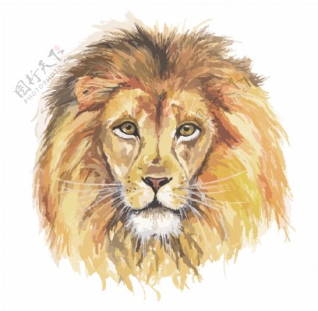 手绘水彩画狮子头矢量图下载
