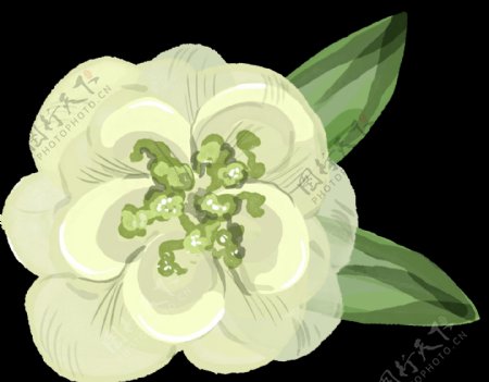 手绘简洁白色花朵png透明素材