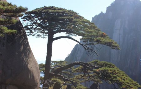 悬崖峭壁上的松树