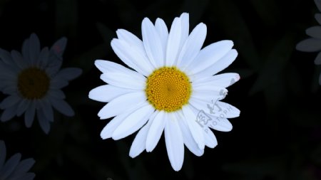 盛开的白菊花