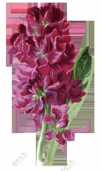 纷紫花瓣卡通透明素材