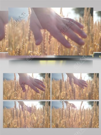 阳光下抚摸成熟麦穗秋季景色特写视频