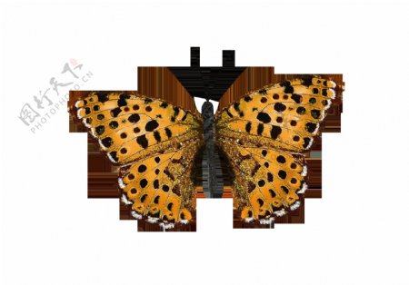 动物蝴蝶标本png透明素材