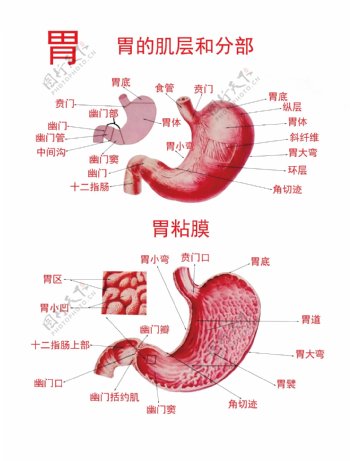 胃的肌层和分部