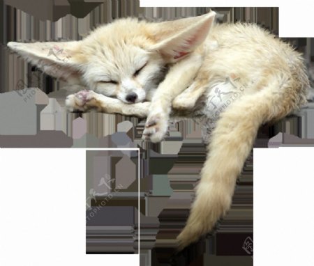 睡觉的可爱耳廓狐免抠png透明素材