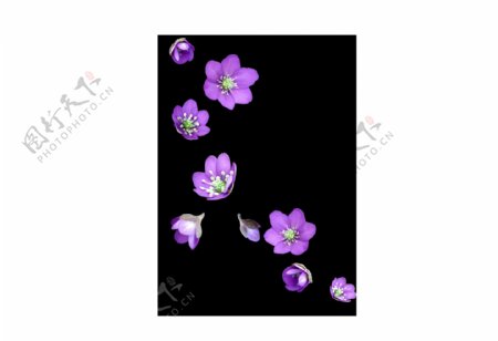 卡通紫色花朵png元素