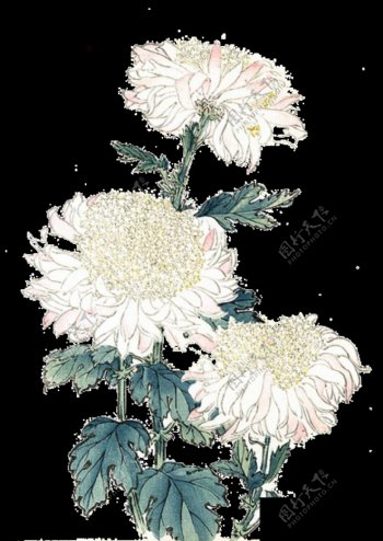 素雅白色手绘菊花装饰元素