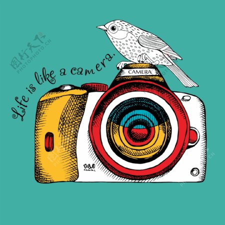手绘趣味相机和小鸟插画