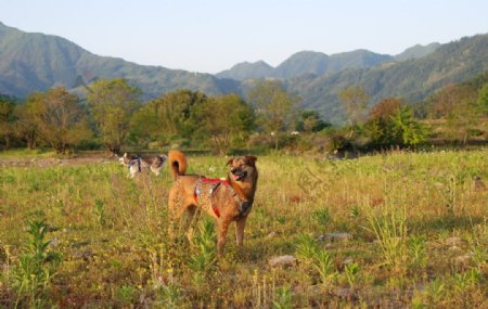 中华田园犬布布