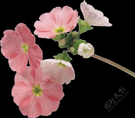 粉色盛开花朵png元素