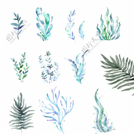 蓝色海草水草植物透明