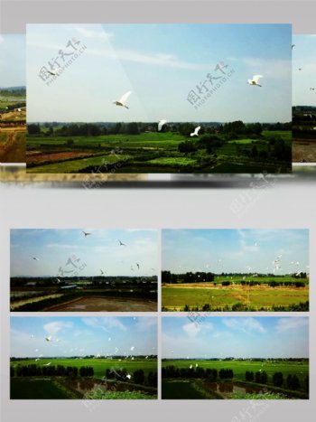 稻田上方一群飞翔的白鹭