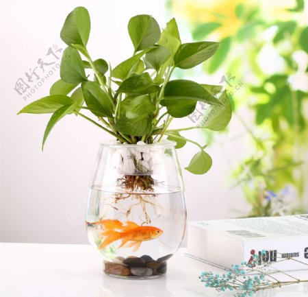 鱼缸花瓶