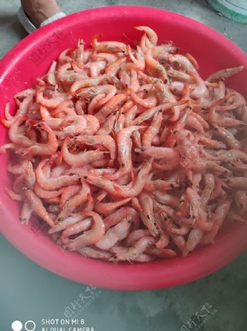 鸡尾虾
