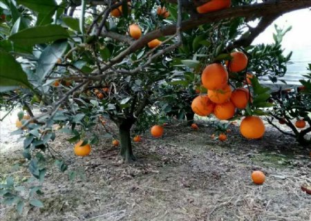 金堂脐橙树梢上的脐橙果树下