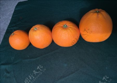 金堂脐橙大小脐橙对比脐橙