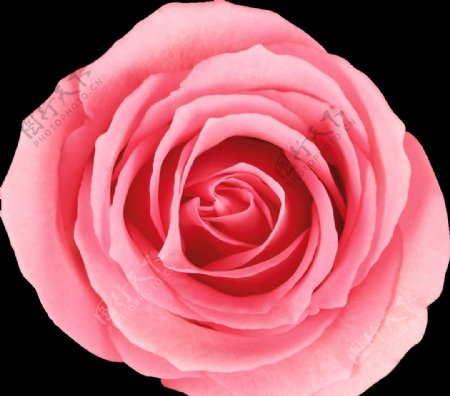 粉红色玫瑰花透明底色PSN图