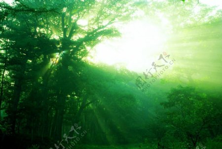 摄影光线绿树园林
