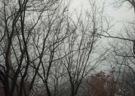 雾中山林